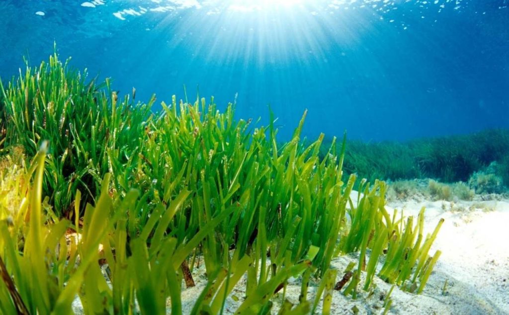 posidonia ibiza villa, La Posidonia y Sus Efectos Beneficiosos